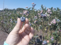 주거지역에서 가까운 블루베리 농장 Orlando Florida Blueberry Picking Price #미국에서 가장 살기 좋은 곳#올랜도 부동산